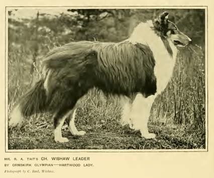 border collie history and origin.